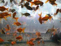 Akvaryum Balıkları Neden Ölür?