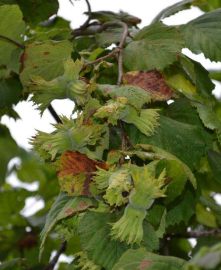 En Çok Fındık Ordu’da Tespit Edildi