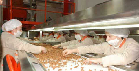 Fındık İhracatında Rekor Kırıldı