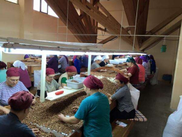 Fındık İhracatı Hızlı Başladı