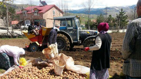Patates Üretimi Sevindirdi