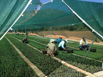 415 Bin Yeni Fidan Üretildi
