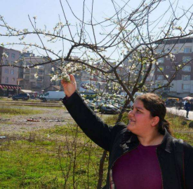 Şubat Ayında Erik Ağacı Çiçek Açtı