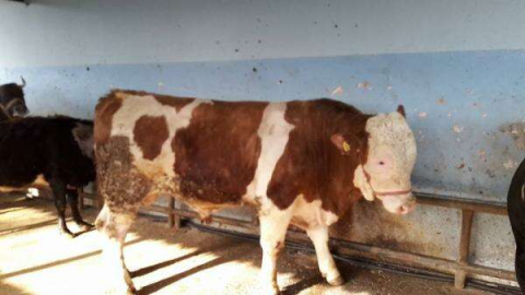 Besiciler de Devlet Desteği istiyor