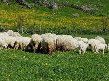 Koyunlar Yaylalara Ulaştı