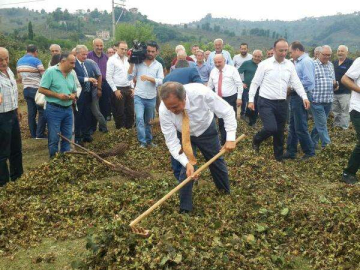 CHP’li Torun: “Lütfen Fındık Üreticisine Sahip Çıkın”