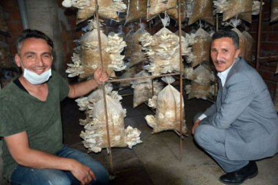 İstiridye Mantarı Yüz Güldürüyor