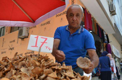 Ordu’da ‘Tirmit’ Bolluğu Kilosu 20 TL