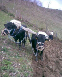Ordu’da Karasaban Hala Gözde