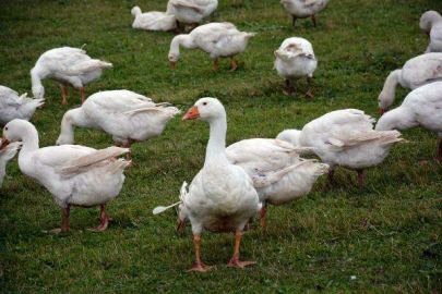 İnşaat Ustasıydı, Şimdi Bambaşka İş Yapıyor