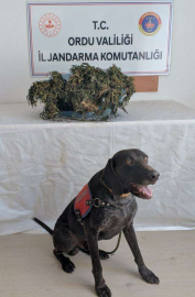 Uyuşturucu Operasyonu