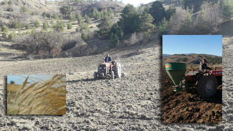 Siyez Buğdayı Deneme Ekimi Yapıldı