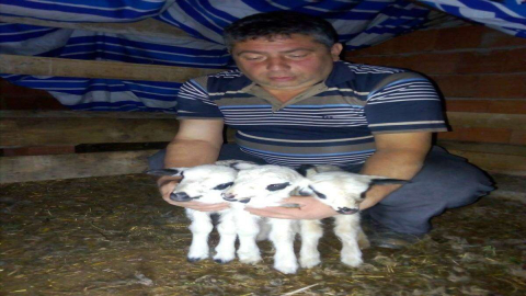 Ordu’da Koyunlar Kuzu Makinesi Gibi