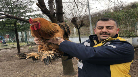 Bu Horoz Tam 6,5 Kilo