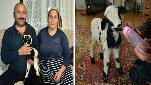 Kuzuyu Evlerinde Anne Şefkatiyle Büyütüyorlar