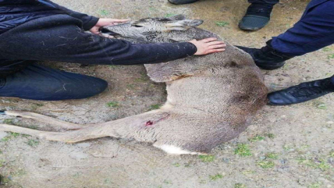 Yaralı Karacayı İki Saat Omuzunda Taşıdı