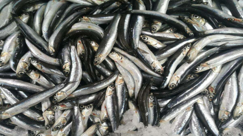 Hamsi 10 Liradan Tezgahlarda