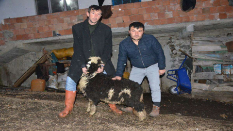 Doğuştan Ay-Yıldızlı Kuzunun ‘Yükü’ Ağır
