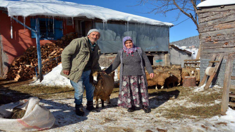 Koyunları Anne-Baba Şefkatiyle Bakıyorlar