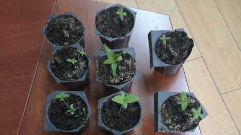 Saksıda Hint Keneviri Yetiştiren Kişi Yakalandı