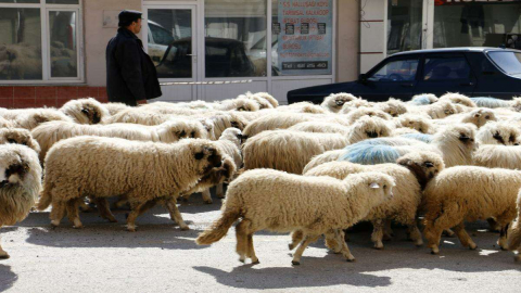 Akkuş’un Yaylarına Göç Yolculuğu Başladı
