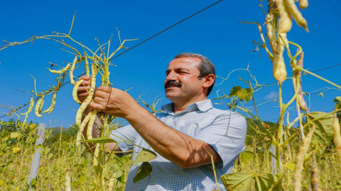 Akkuş Fasulyesinde Hasat Zamanı