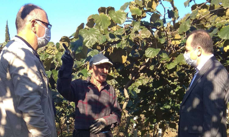 Fatsa’da Yeni Kivi Bahçeleri Tesis Edilecek