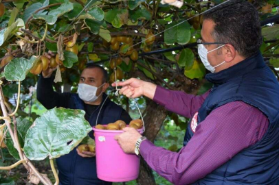 Vali Sonel, Kivi Hasadında Bulundu