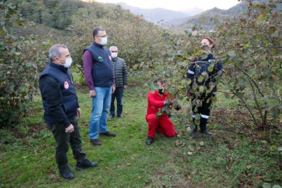 Vali Sonel, Fındıkta Örnek Budama Çalışmalarını Yerinde inceledi