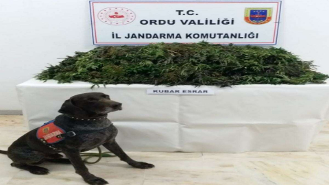 12 Kg Esrar Yakalandı