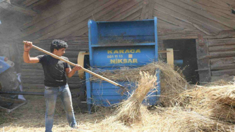 Ordu’da Siyez Bir Yılda 10 Kat Arttı