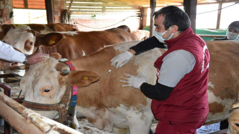 140 Bin Büyükbaş Hayvan Aşılanacak