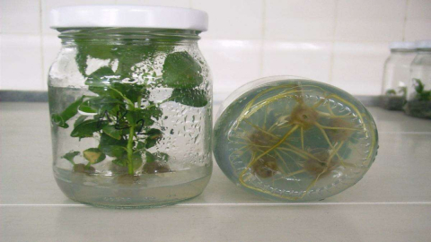 Büyükşehir’den Tarımı Ayağa Kaldıracak Proje