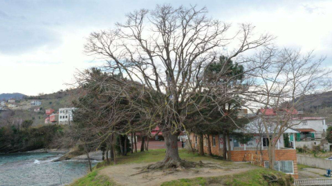 140 YILLIK IHLAMUR AĞACI “ANIT AĞAÇ” OLDU