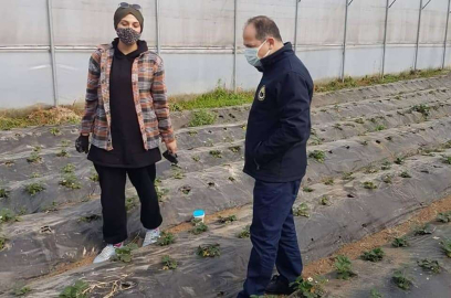 ÖRTÜ ALTINDA ÇİLEK