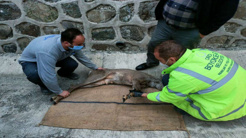 Karacanın Yardımına Büyükşehir Yetişti