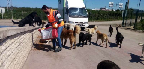 Sokak Hayvanları Unutulmadı