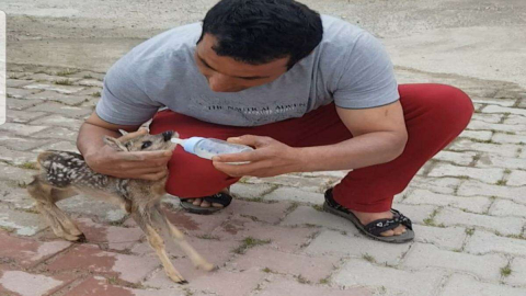 Yavru Karacayı Biberonla Besledi