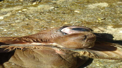 Tek Gözlü Buzağı Görenleri Şaşırttı