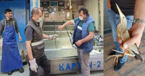 Göç Yolunda Bitkin Düşen Kuş Sağlığına Kavuştu!