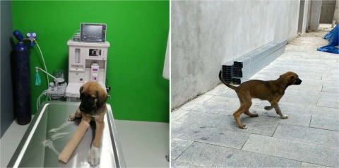 Yavru Patiye Başarılı Operasyon