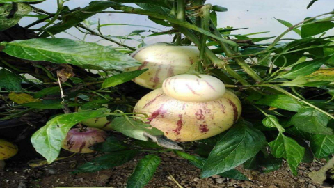 Fatsa Ziraat Odası Pepino Meyvesi Yetiştirdi