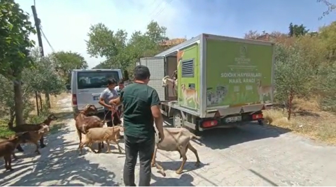 Büyükşehir Hayvanlar İçin Seferber Oldu