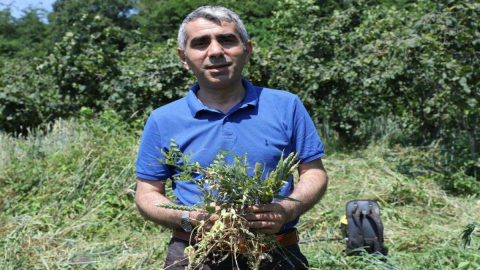 Fındık Bahçe Otu, Slaj Yeminden Daha Kaliteli Çıktı