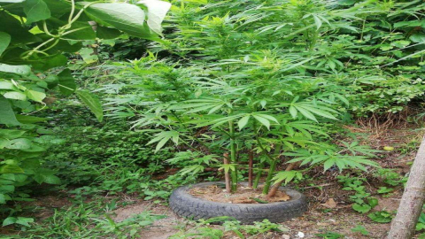 Uyuşturucu Operasyonları Devam Ediyor