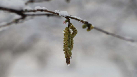 Fındık Üreticilerine Don Uyarısı