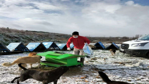 Sokak Hayvanlarına Mama Desteği