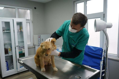 Kısırlaştırma Merkezi Kuruldu