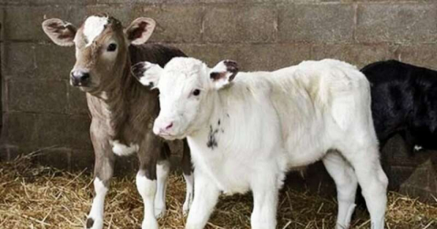 Dikkat, Buzağı Destekleme Listeleri Askıda