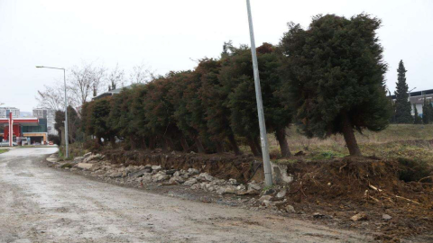 Büyükşehir’in Ağaç Hassasiyeti